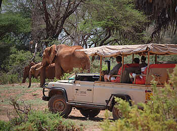 Saruni Samburu: Elefanten bei einer Pirschfahrt