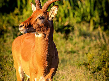 Sirikoi: Impala Männchen