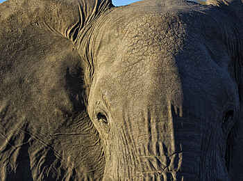 Skybeds: Elefant Skybeds: Elefant