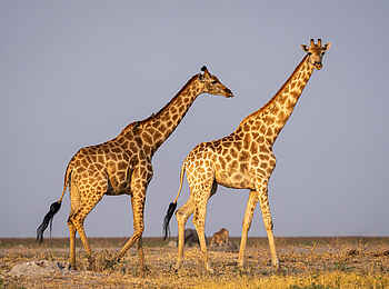 Wilderness Mokete Camp: Giraffen