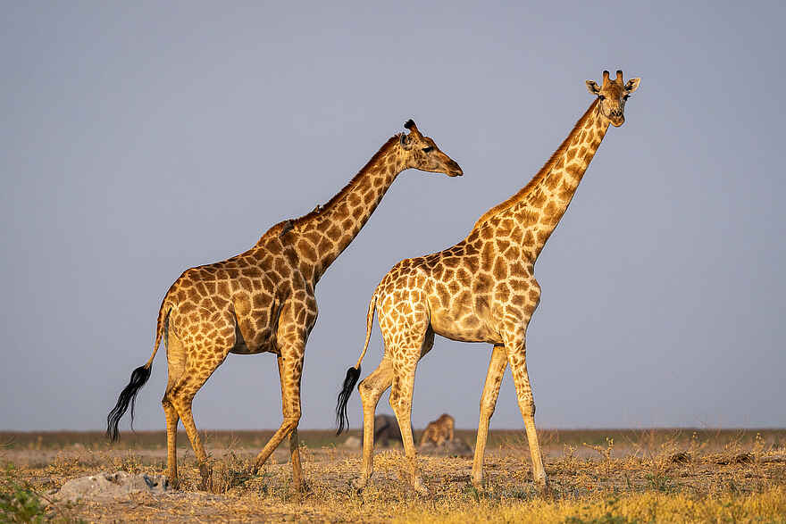 Wilderness Mokete Camp: Giraffen Wilderness Mokete Camp: Giraffen