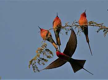 Ingwe Pan Camp: Karminspinte Ingwe Pan Camp: Karminspinte