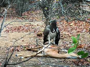 North Luangwa River Lodge and Camp: Martial Eagle North Luangwa River Lodge and Camp: Martial Eagle