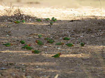 Nyamatusi Camp: Lilian's Lovebird Nyamatusi Camp: Lilian's Lovebird