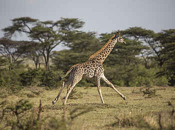 Richards River Camp: Giraffe Richards River Camp: Giraffe
