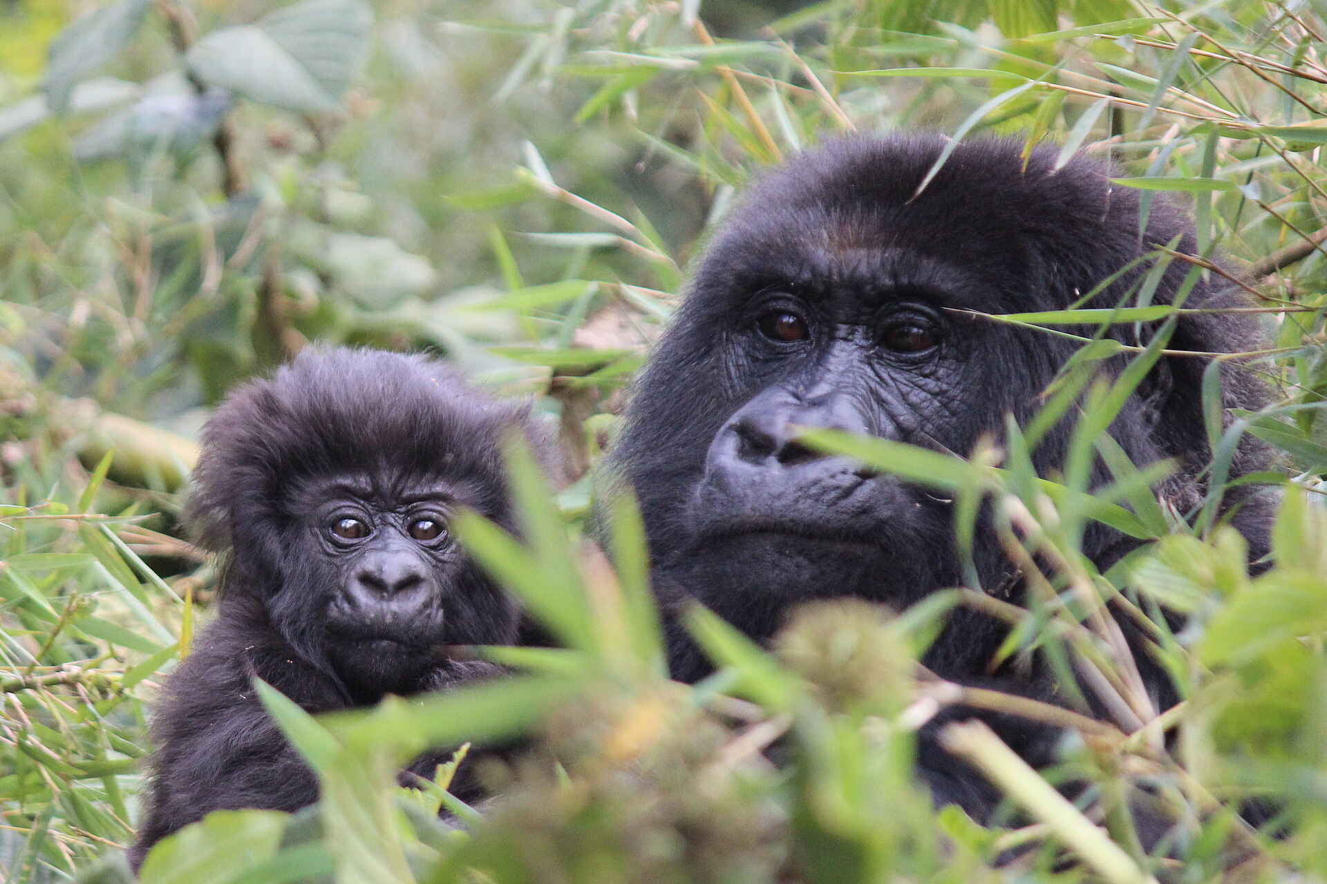 Gorilla, Gorilla Tracking, Ruhengeri, Singita, Singita Kwitonda Lodge, Volcanoes National Park, Baby