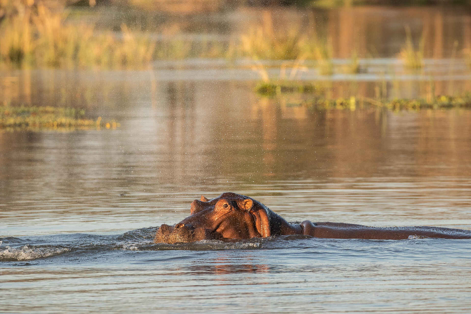 Amanzi Camp: Nilpferd im Fluss
