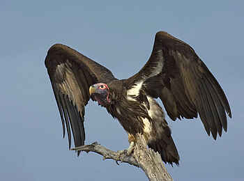 Camp Kalahari: Ohrengeier