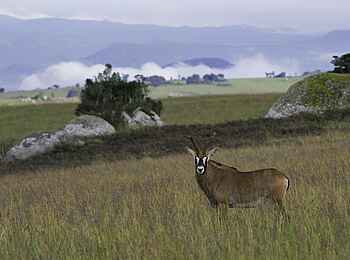 Chelinda Lodge: Pferdeantilope im Gras