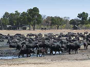 Davison's Camp: Büffelherde am Camp Davison's Camp: Büffelherde am Camp