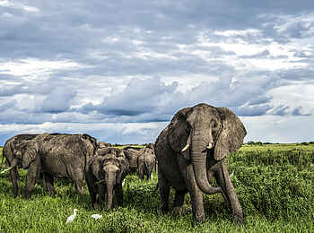 Duba Explorers Camp: Eine Elefantenfamilie