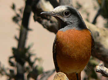 Etendeka Mountain Camp: Nahaufnahme Etendeka Mountain Camp: Nahaufnahme