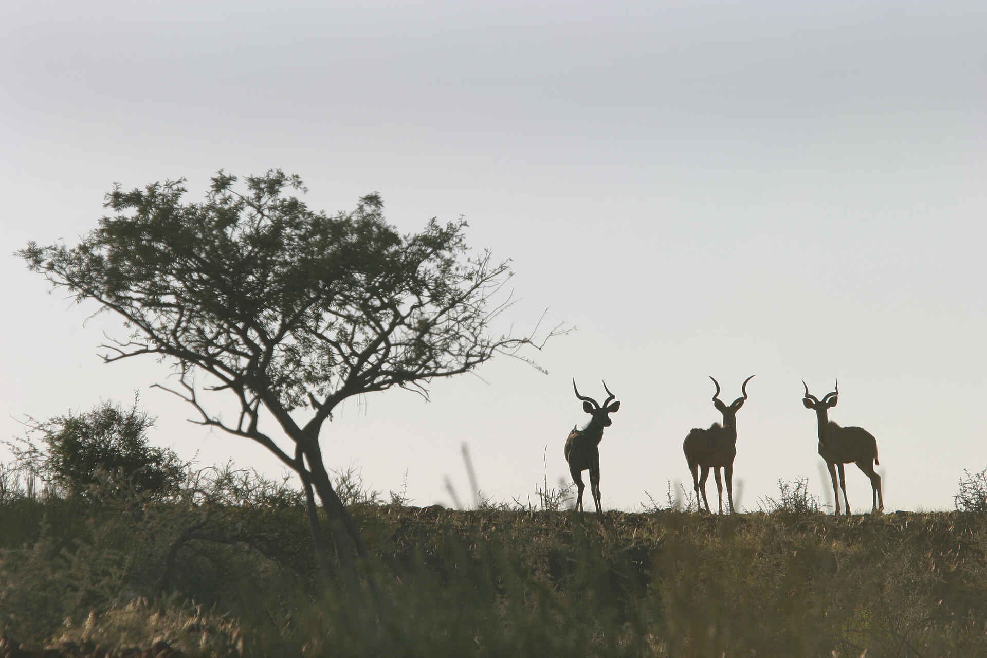 Etendeka Mountain Camp, Fauna, Namibia, Natur, Outdoor, Pflanzen, Tiere, Afrikarma, Afrikarma Safaris, Afrikarma Safaris - Wildnis. Hautnah., afrikarma.de