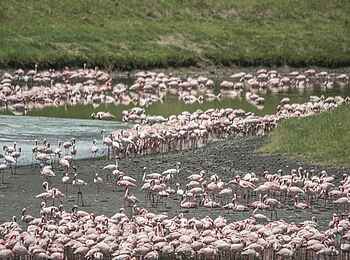 Hatari Lodge: Flamingoschar