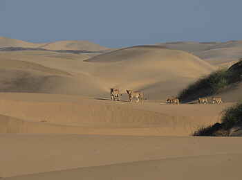 Hoanib Skeleton Coast Camp: Wüstenlöwen Hoanib Skeleton Coast Camp: Wüstenlöwen