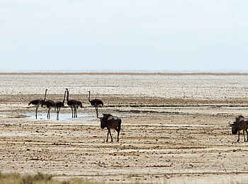 Horizon by Ongava: Strauße und Gnus in Etosha