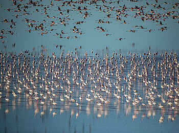 Jack´s Private Camp: Flamingos