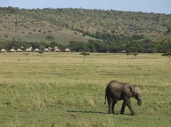 Kichwa Tembo Tented Camp: Camp und Elefant Kichwa Tembo Tented Camp: Camp und Elefant