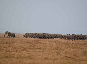 Kubatana Camp: Elefantenherde