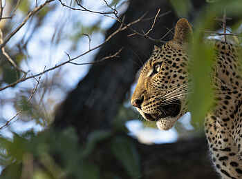 Kulandila Camp: Ein Leopard auf einem Baum Kulandila Camp: Ein Leopard auf einem Baum