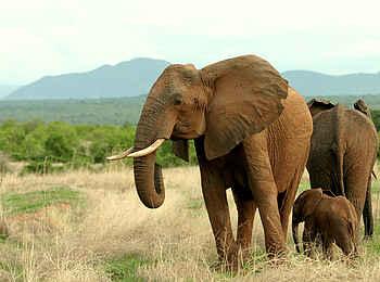 Kwihala Camp: Elefantenkuh mit Jungtier