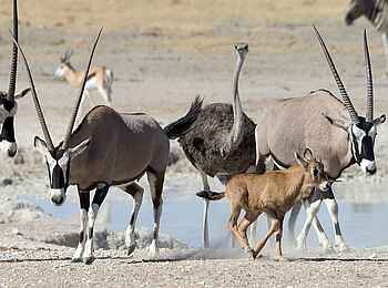 Little Ongava: Oryx und Strauß am Wasserloch Little Ongava: Oryx und Strauß am Wasserloch