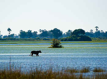 Little Tubu: Löwin auf einer Schwemmebene Little Tubu: Löwin auf einer Schwemmebene