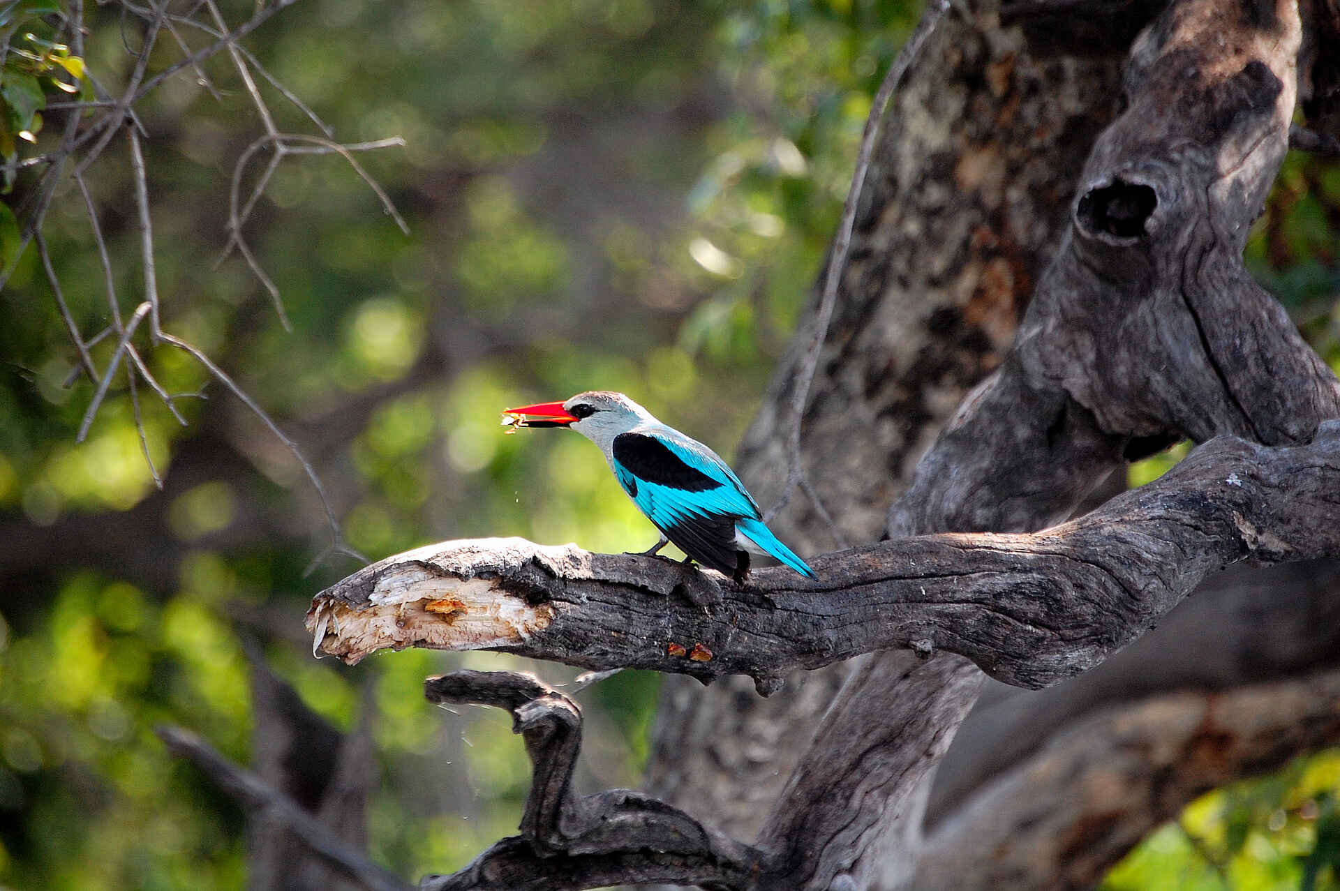 Vögel, Vogel, Woodland King Fisher, Chobe National Park, Chobe River, Liambezi, Muchenje Safari Lodge, Senegalliest, Chobe River Front