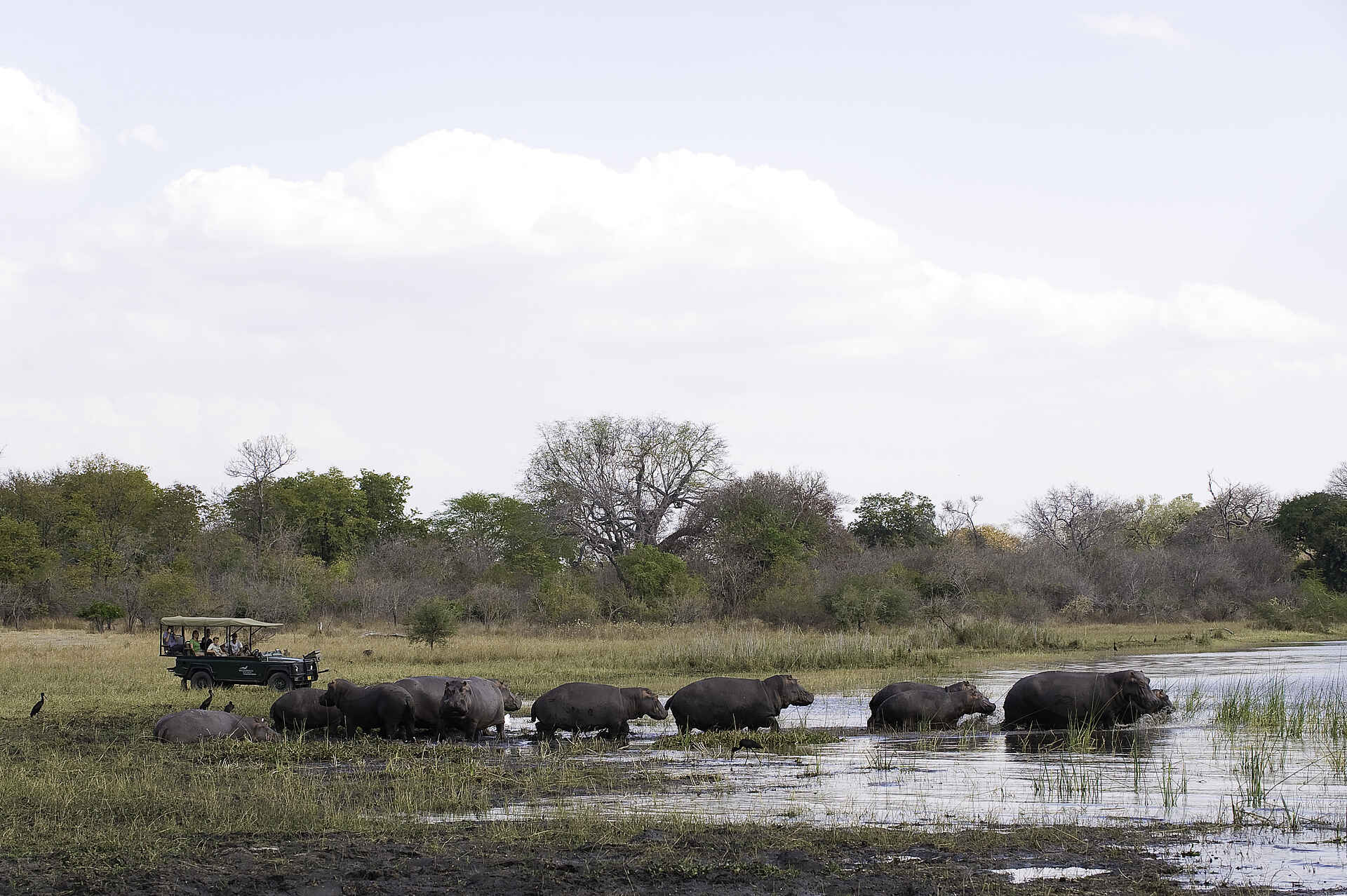 Mvuu Camp: Pirschfahrt ans Flussufer