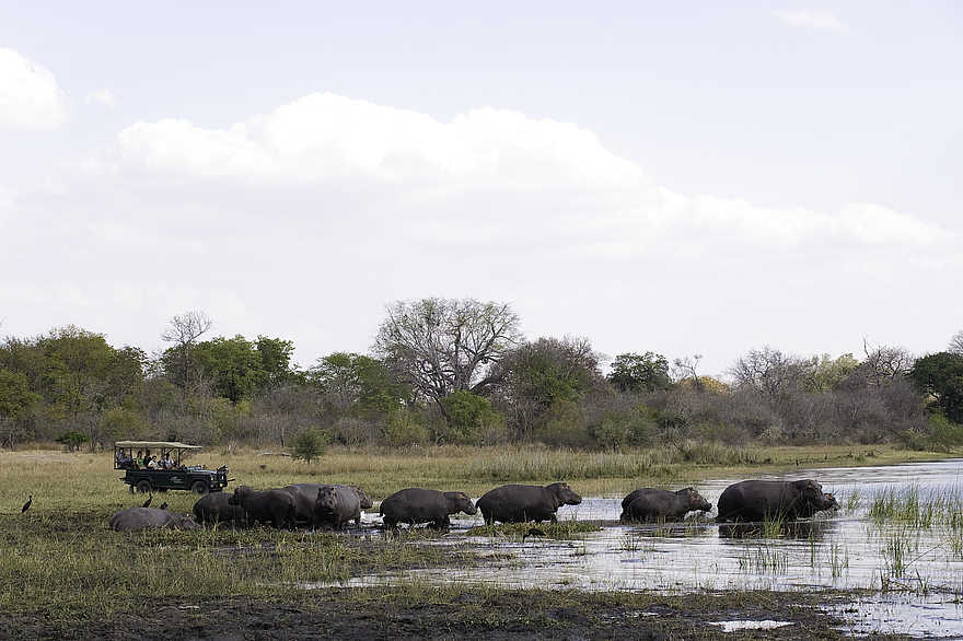 Mvuu Camp: Pirschfahrt ans Flussufer Mvuu Camp: Pirschfahrt ans Flussufer
