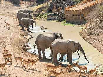 Mwamba Bush Camp: Hide am Wasserloch Mwamba Bush Camp: Hide am Wasserloch