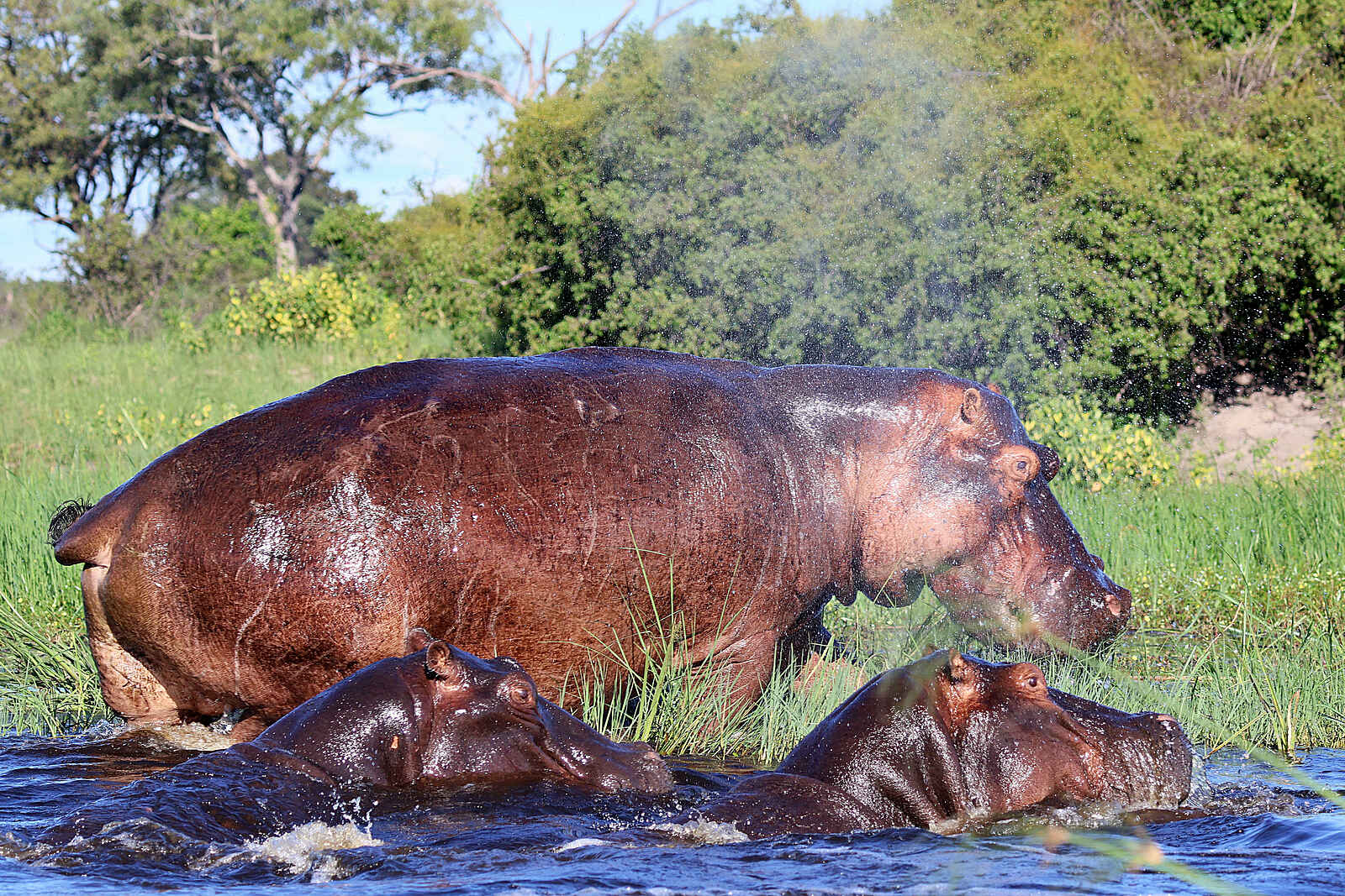 Nkasa Linyanti: Nilpferde im Wasser Nkasa Linyanti: Nilpferde im Wasser