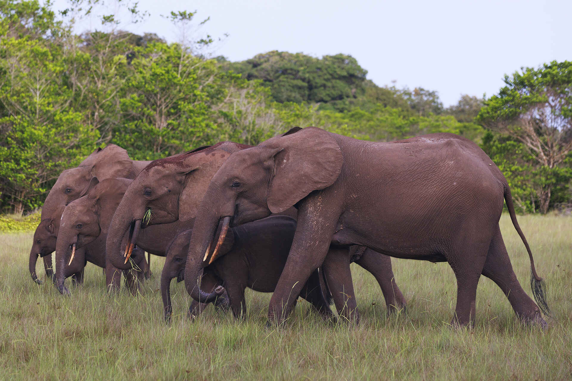 Forest elephant (Loxodonta cyclotis) 
