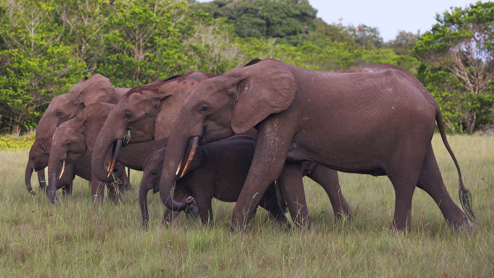 Nyanga Lodge: Elefanten