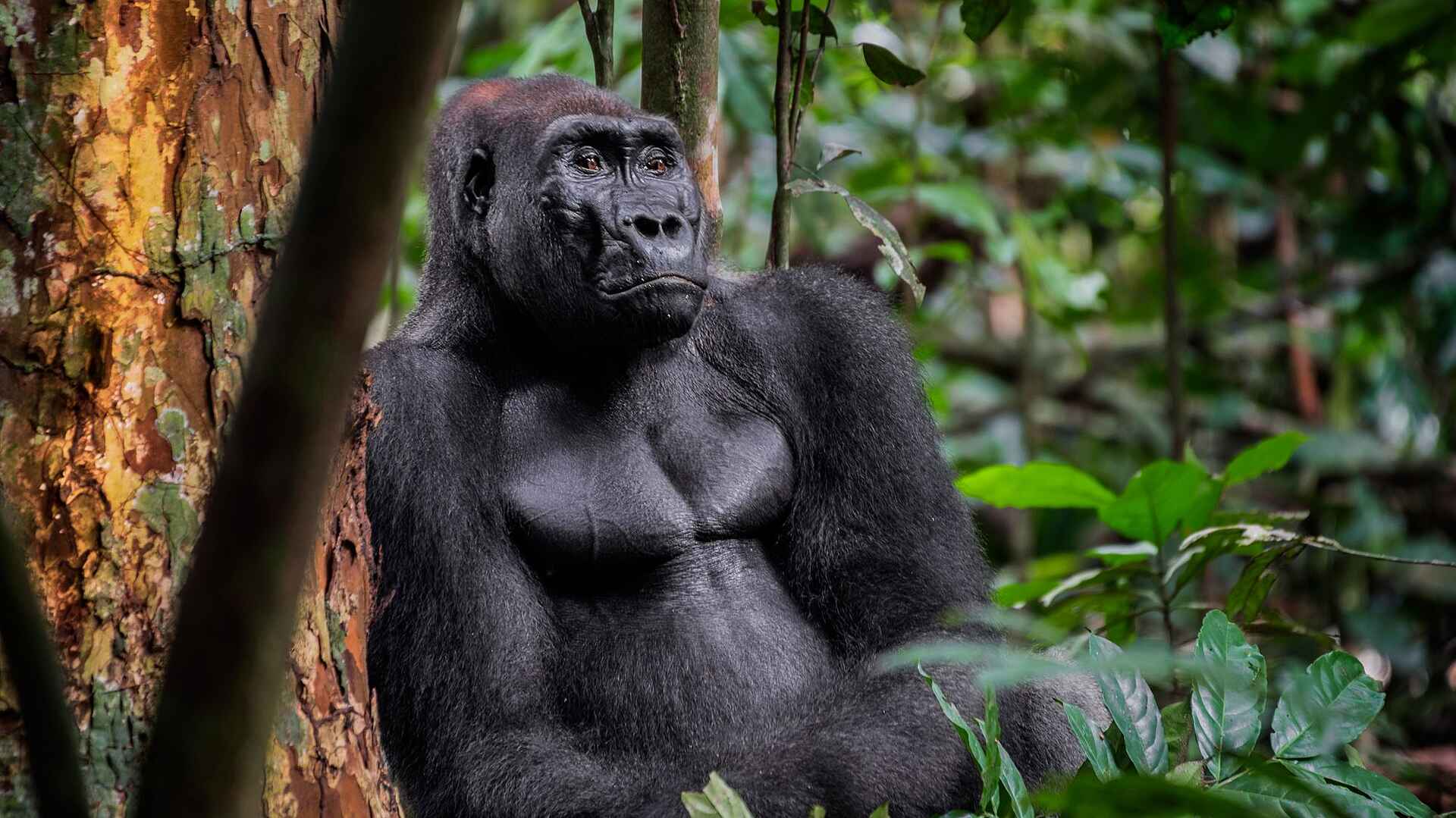 Nyanga Lodge: Gorilla