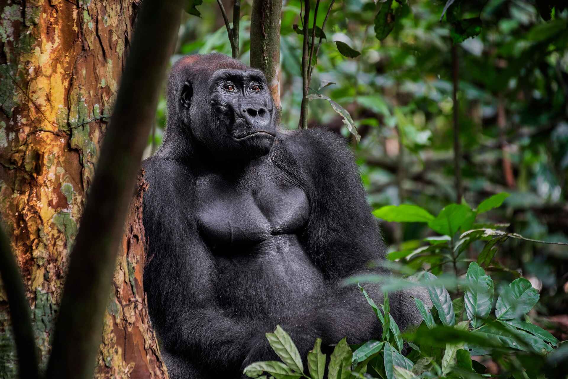 Nyanga Lodge: Gorilla