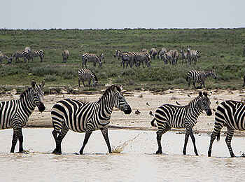 Olakira Camp: Zebras am Wasserloch Olakira Camp: Zebras am Wasserloch