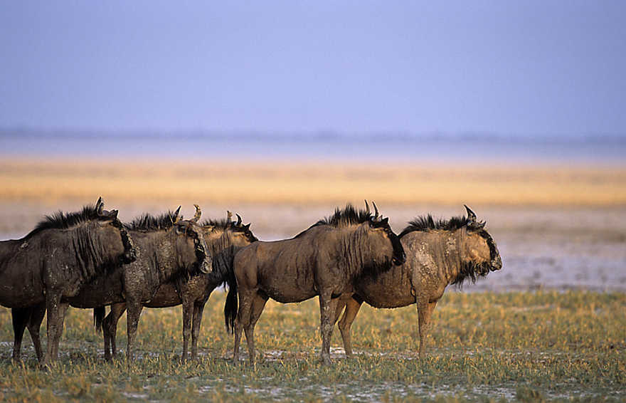 Onguma The Fort: Gnus in der Schwemmebene Onguma The Fort: Gnus in der Schwemmebene