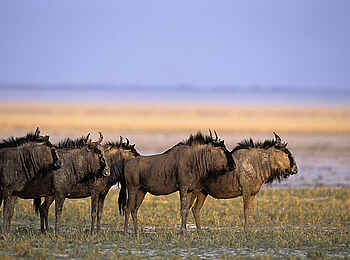 Onguma The Fort: Gnus in der Schwemmebene