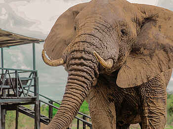 Porini Amboseli Camp: Besuch Porini Amboseli Camp: Besuch