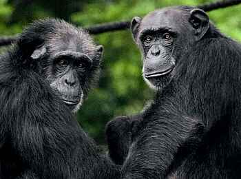 Porini Rhino Camp: Schimpansen