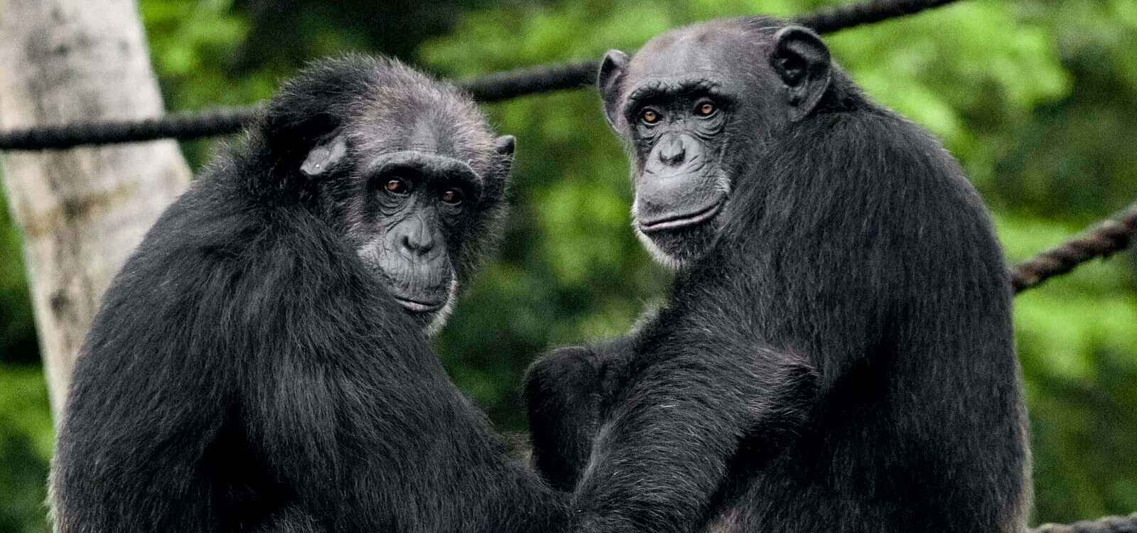 Porini Rhino Camp: Schimpansen Porini Rhino Camp: Schimpansen