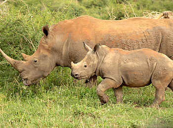 The Royal Madikwe: Nashörner