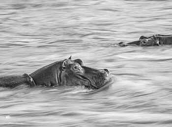 Serian´s Lamai Camp: Nilpferde