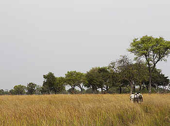 Shinde Lodge: Wanderung durch hohes Gras Shinde Lodge: Wanderung durch hohes Gras