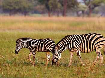 Shinde Lodge: Zebra mit Jungtier Shinde Lodge: Zebra mit Jungtier