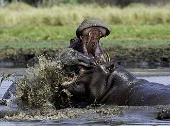 Shumba Camp: Nilpferde Shumba Camp: Nilpferde