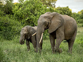 Singita Boulders Lodge: Elefant und Elefantenbaby