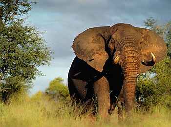 Singita Boulders Lodge: Elefant 