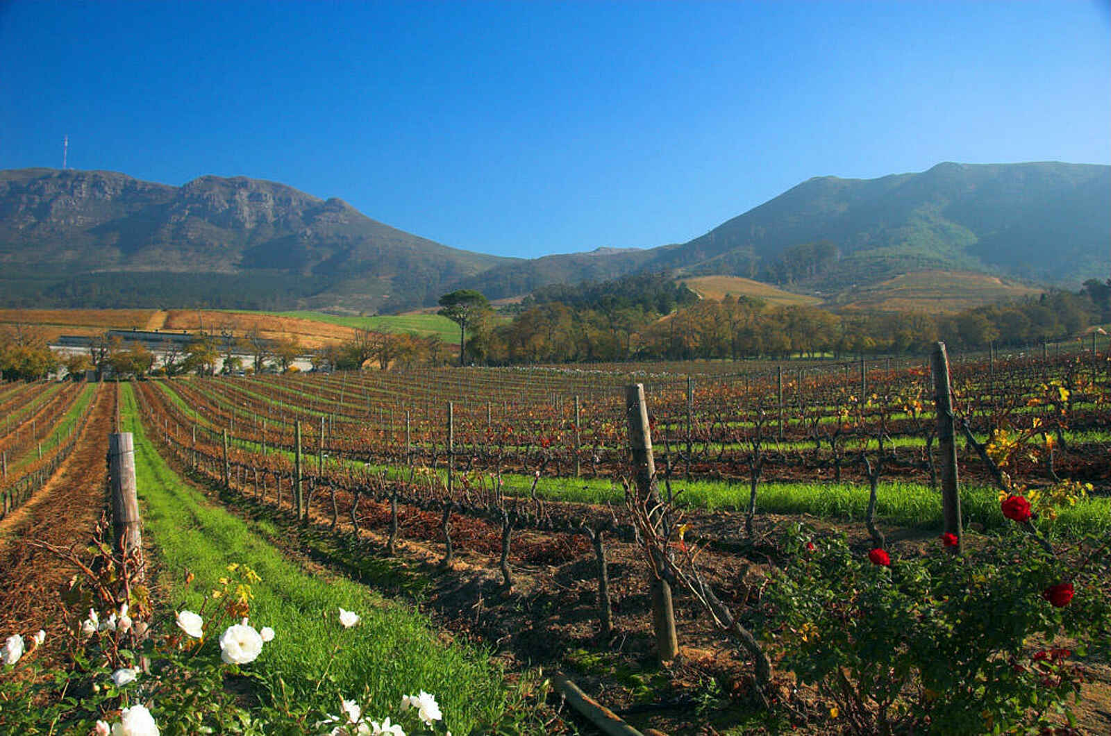 The Cellars-Hohenort Hotel & Spa: Groot Constantia The Cellars-Hohenort Hotel & Spa: Groot Constantia
